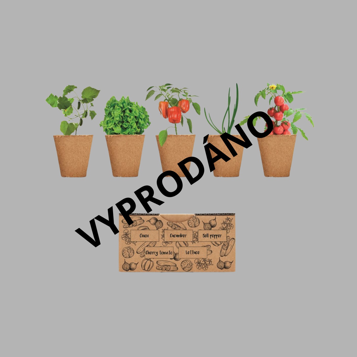 Sada pěti květináčků se semínky